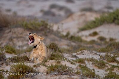 ​Lioness Xpl-97 “Jemima” yawning before setting for the night
