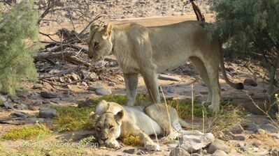 The Obab lionesses resting in the Springbok river.