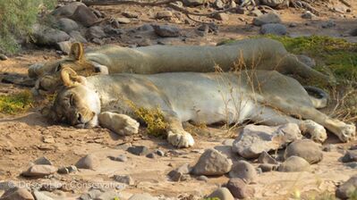 The Obab lionesses resting in the Springbok river.