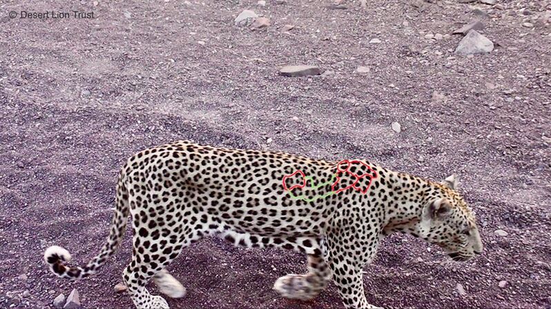 The male leopard of the Uniab Delta.