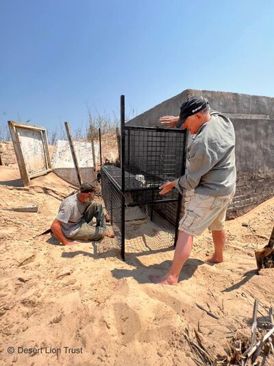 Setting the leopard capture cage at the Unaib Delta