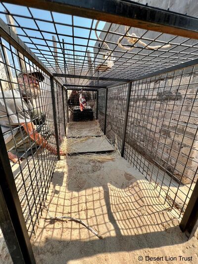 Setting the leopard capture cage at the Unaib Delta