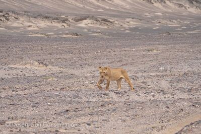 The Orphan lionesses leaving the coastline to head inland.