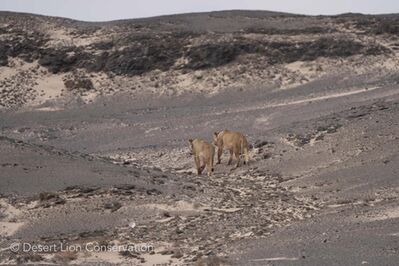 The Orphan lionesses leaving the coastline to head inland.