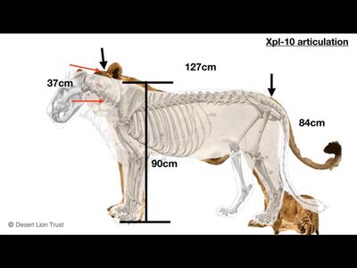 Studying the body structure, anatomy and skeletal composition of Xpl-10.