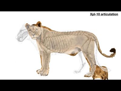 Studying the body structure, anatomy and skeletal composition of Xpl-10.
