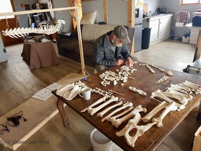 ​Identifying and sorting the Carpal and Tarsal bones.