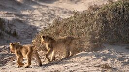 Xpl-106 “Alfa” and her two surviving cubs enjoying the coastal hummocks and freshwater springs near Oasis.