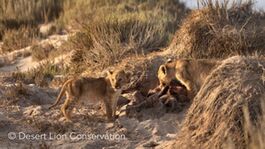 Xpl-106 “Alfa” and her two surviving cubs enjoying the coastal hummocks and freshwater springs near Oasis.