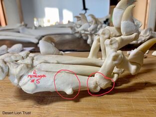 Images of the damage & remodelling of the right metacarpal No. 5, and with comparison to the left foot. 