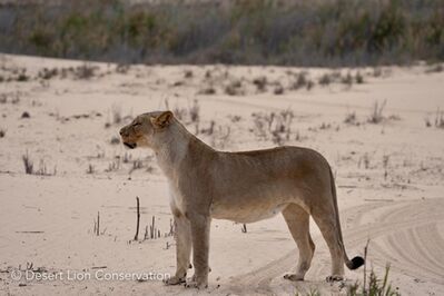 The Hoaruseb lioness shortly before and after being darted