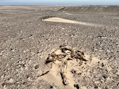 Remains of the lioness that died on 18 Aug 2022