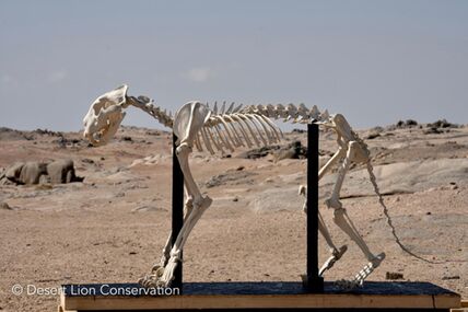 Final images of the skeleton of Xpl-10.