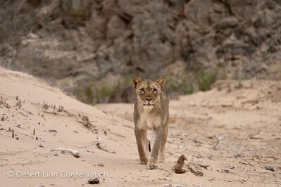 The Hoaruseb lioness shortly before and after being darted