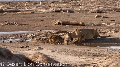 Xpl-106 “Alfa” and her two surviving cubs enjoying the coastal hummocks and freshwater springs near Oasis.