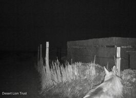 The two Obab lionesses (in good condition) & a brown hyaena visited the leopard cage-trap.