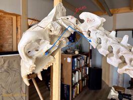 Sorting and constructing the various components of Xpl-10’s skeletal bones.