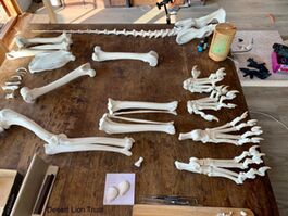 Sorting and constructing the various components of Xpl-10’s skeletal bones.