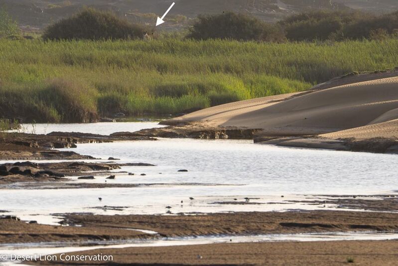 Lioness Xpl-108 searching for gemsbok at the springs in the lower Huab river.