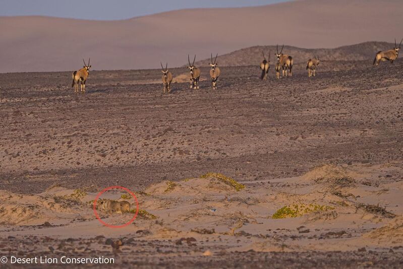 Lioness hunting gemsbok at the Uniab Delta