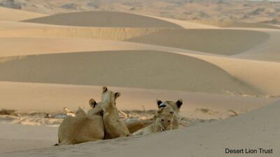 The Orphan lionesses and the two small cubs