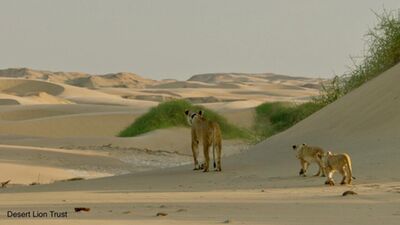 The Orphan lionesses and the two small cubs