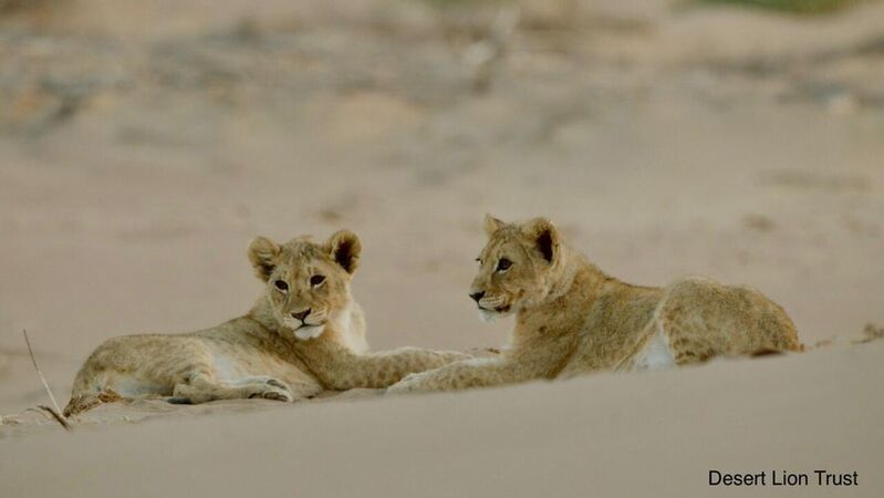 The Orphan lionesses and the two small cubs