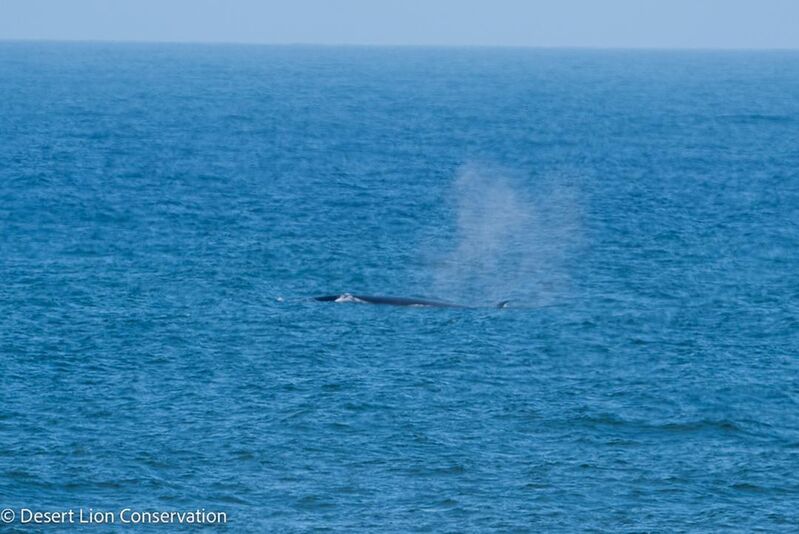 ​Large baleen whale south of the Hoanib River.