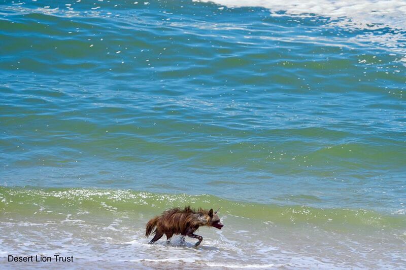 Brown hyaenas comb the beaches and compete with jackals, crows and even vultures for  food 