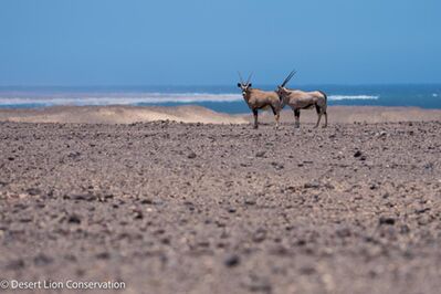 Gemsbok at the mouth of the Uniab river.