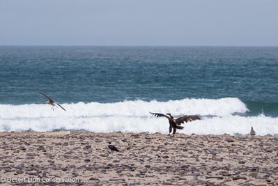 Brown hyaenas comb the beaches and compete with jackals, crows and even vultures for  food 