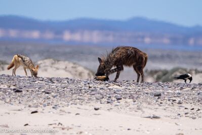 Brown hyaenas comb the beaches and compete with jackals, crows and even vultures for  food 