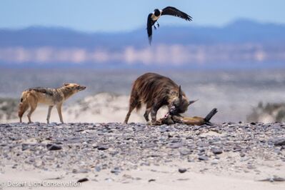 Brown hyaenas comb the beaches and compete with jackals, crows and even vultures for  food 