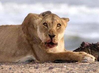 Aggressive lioness near Torra Bay in Jan 2002 (source unknown).