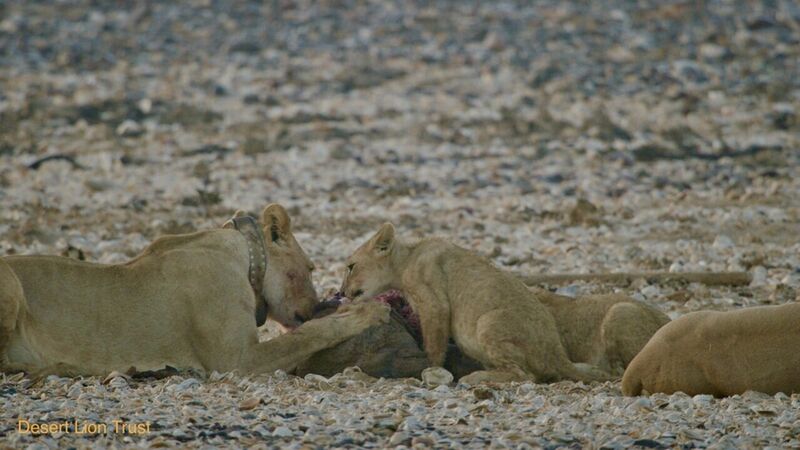 Xpl-106 “Alpha” and her two cubs feeding on the seal on the pebble beach.