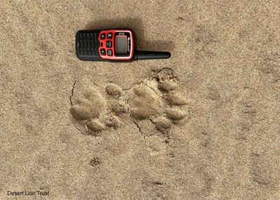 Footprints of a cub on the beach sand