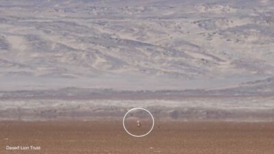 With the arrival of angling vehicles along the beaches, the lioness dragged her seal carcass for 3km across a large salt pan