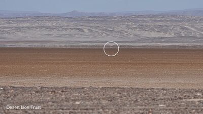 With the arrival of angling vehicles along the beaches, the lioness dragged her seal carcass for 3km across a large salt pan