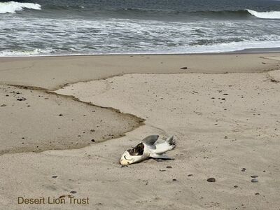 Remains of a shark scavenged by the lioness Xpl-108