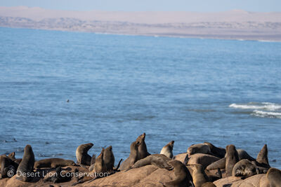 Cape fur seal colony at Mowe Bay.