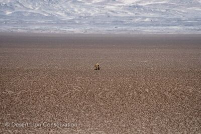 With the arrival of angling vehicles along the beaches, the lioness dragged her seal carcass for 3km across a large salt pan