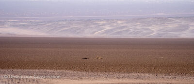 With the arrival of angling vehicles along the beaches, the lioness dragged her seal carcass for 3km across a large salt pan