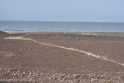 Drag marks left by the lioness moving the seal from the beach over a ridge and out of view