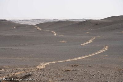 Drag marks left by the lioness moving the seal from the beach over a ridge and out of view