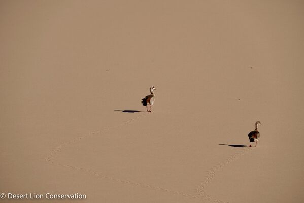 Egyptian geese feeding on sorghum grasses amongst the dunes