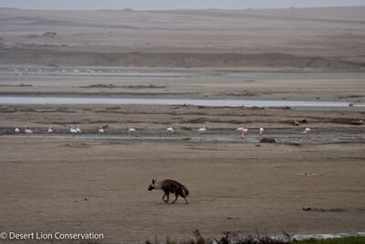 Brown hyaena searching for stray seal pups