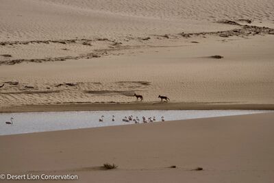 Large pools of floodwaters trapped between the dunes