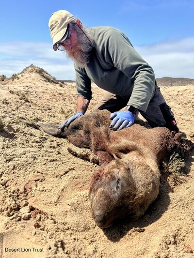 ​Collecting biological samples from the seal carcass.
