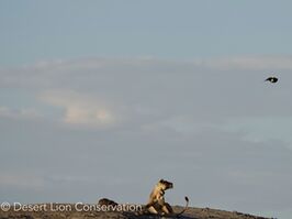 Pied crows harassing the lioness.