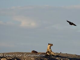 Pied crows harassing the lioness.